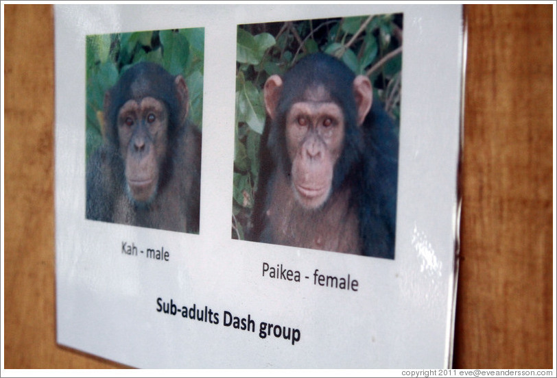 Photos of sub-adults in the Dash Group from Chimpanzee Rehabilitation Project.