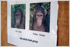 Photos of sub-adults in the Dash Group from Chimpanzee Rehabilitation Project.