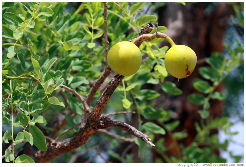 Fruit.