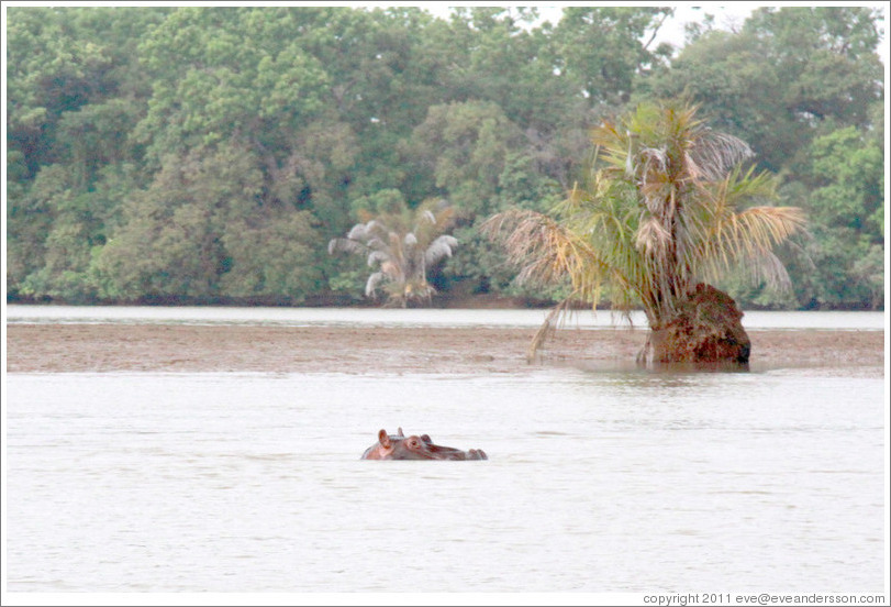 Hippopotamus.