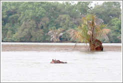 Hippopotamus.