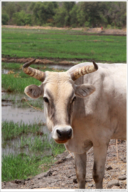 Bull next to a newly cultivated field.