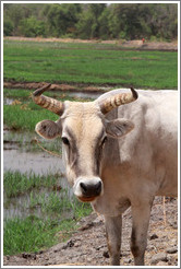 Bull next to a newly cultivated field.