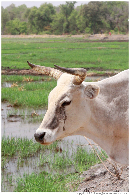 Bull next to a newly cultivated field.