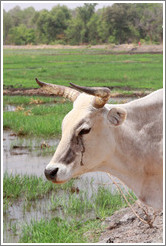 Bull next to a newly cultivated field.