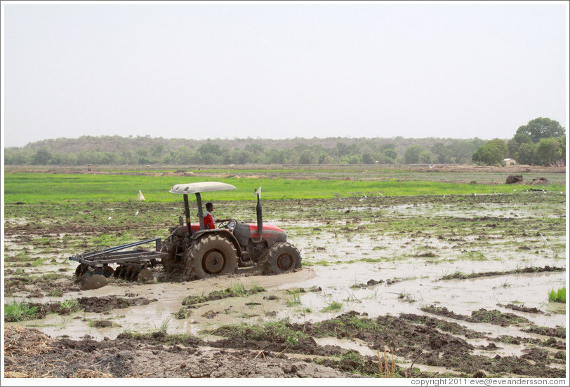 Newly cultivated field.