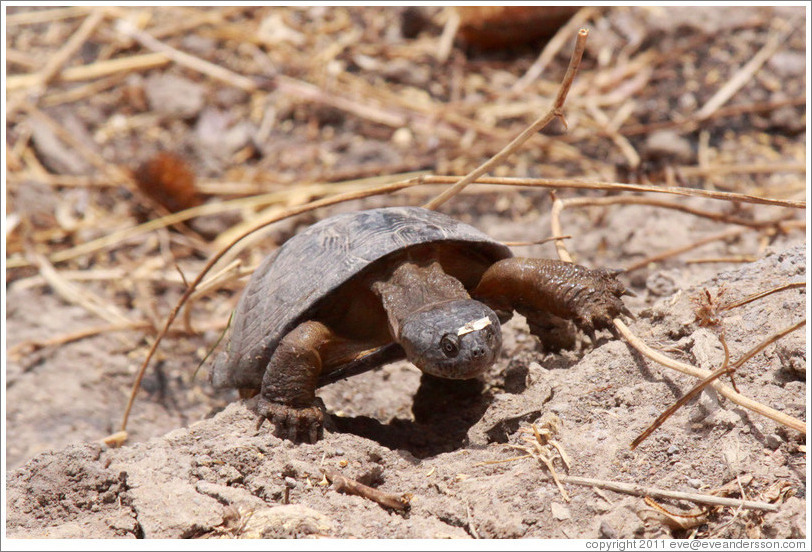 Turtle escaping from a tractor in a newly cultivated field.