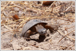 Turtle escaping from a tractor in a newly cultivated field.