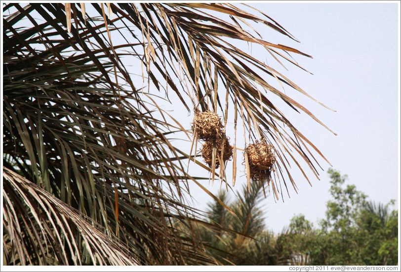 Hanging spherical nests of the bird Village Weaver.