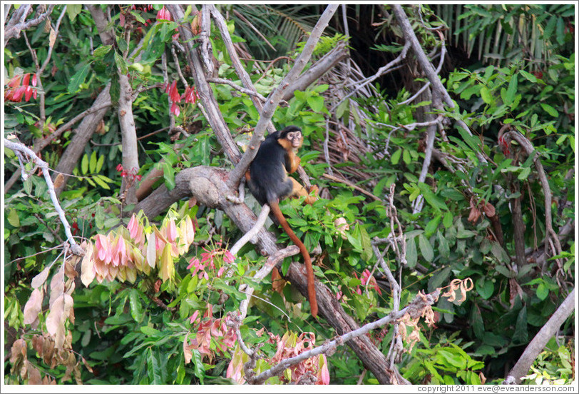 Red colobus monkey.