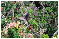 Red colobus monkey.