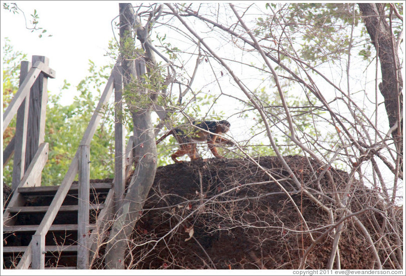 Red colobus monkey at the top of the stairs of a safari tent.