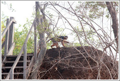 Red colobus monkey at the top of the stairs of a safari tent.