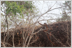 Red colobus monkey.