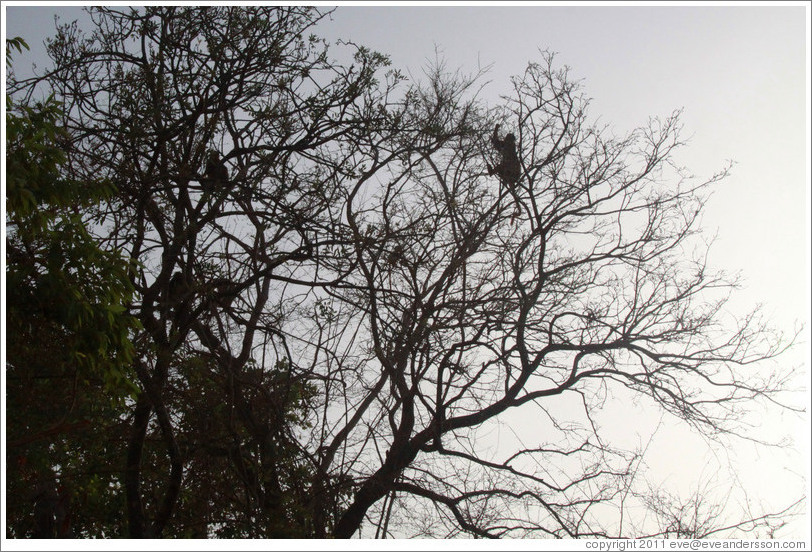 Silhouettes of red colobus monkeys in trees.