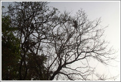 Silhouettes of red colobus monkeys in trees.