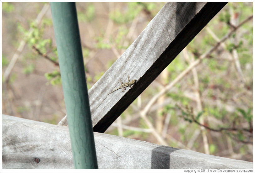 Very small lizard on safari tent balcony.