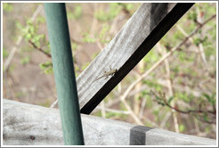 Very small lizard on safari tent balcony.