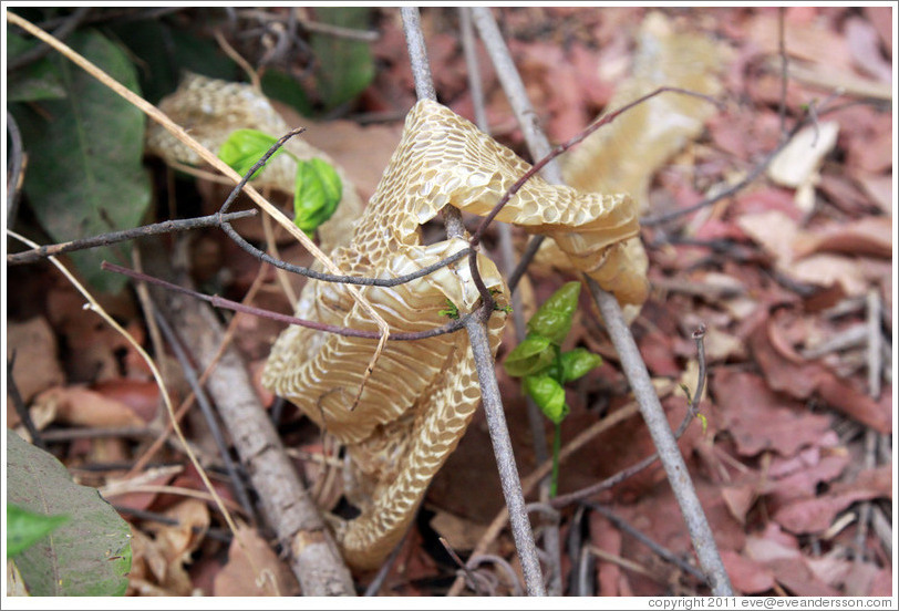 Shedded snake skin.