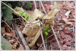 Shedded snake skin.