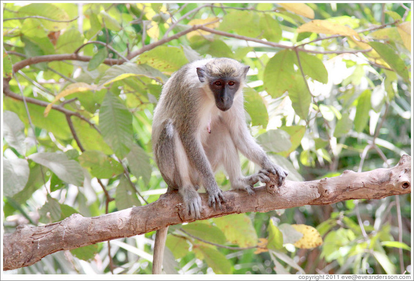 Vervet monkey.