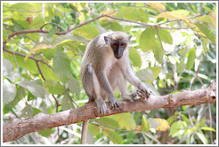 Vervet monkey.