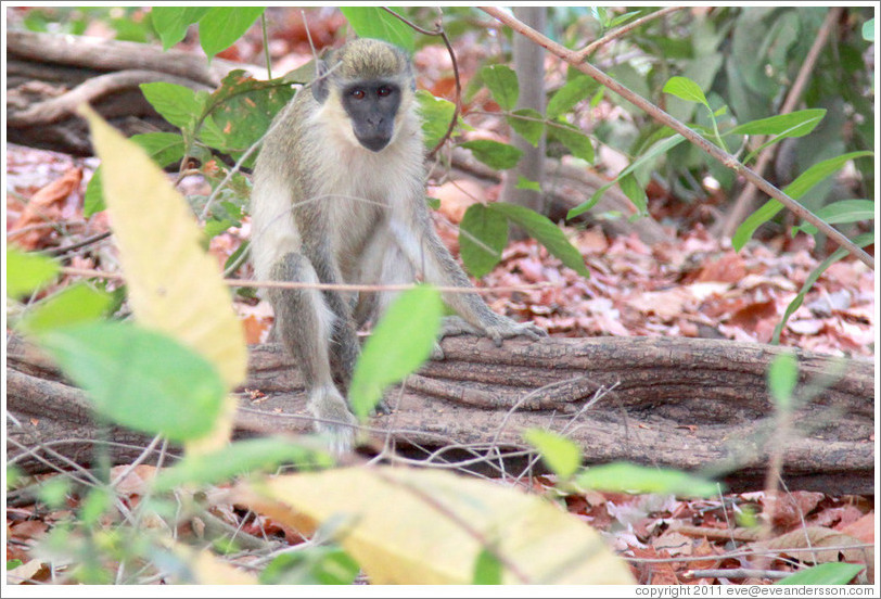 Vervet monkey.