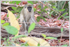 Vervet monkey.