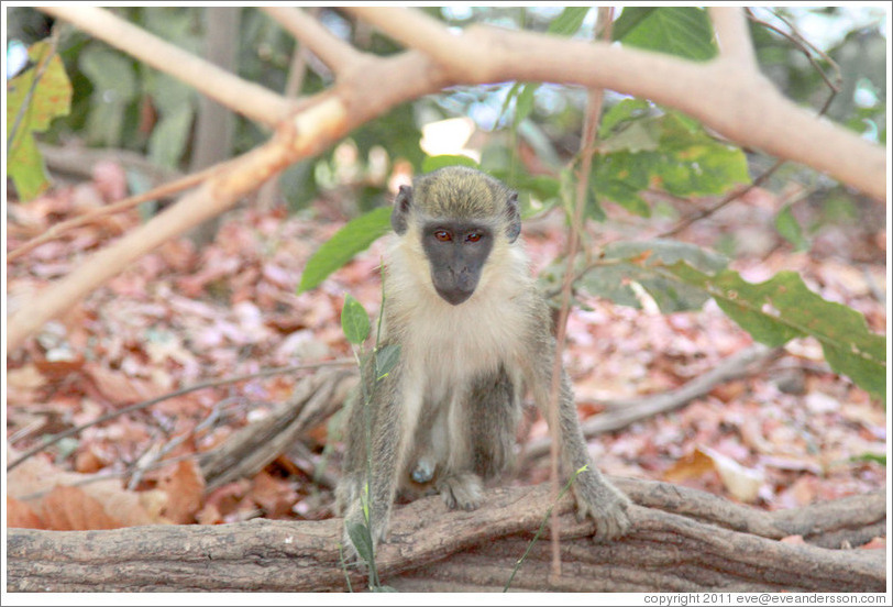 Vervet monkey.