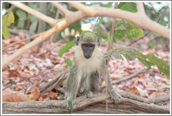 Vervet monkey.