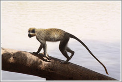 Vervet monkey.