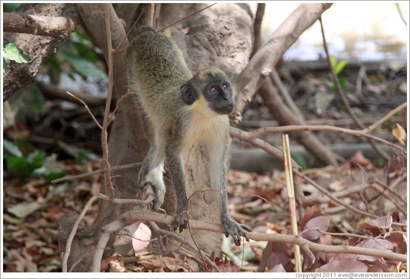 Vervet monkey.