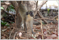 Vervet monkey.