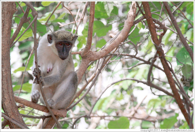 Vervet monkey.