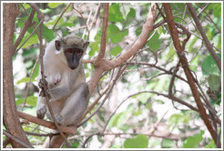 Vervet monkey.