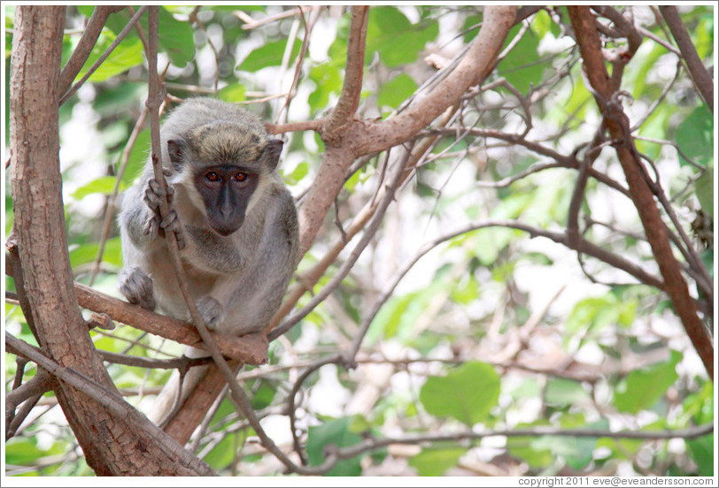 Vervet monkey.