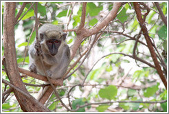 Vervet monkey.