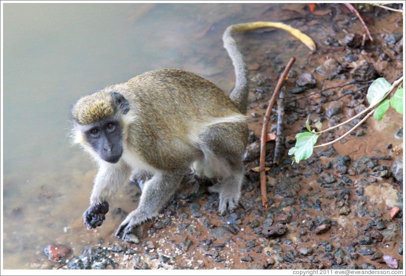 Vervet monkey at the edge of the River Gambia.