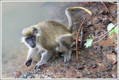 Vervet monkey at the edge of the River Gambia.