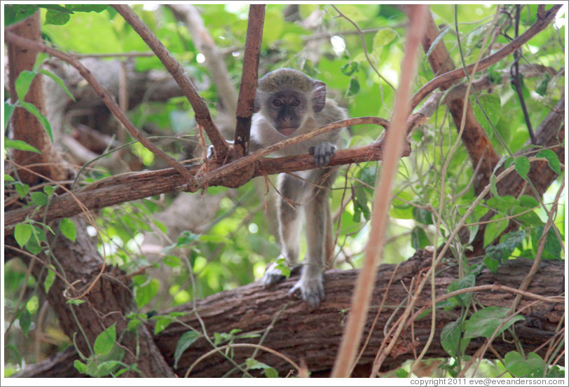 Baby vervet monkey.