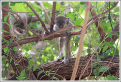Baby vervet monkey.