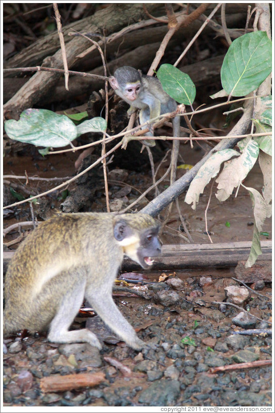 Baby and adult vervet monkeys.