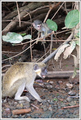 Baby and adult vervet monkeys.