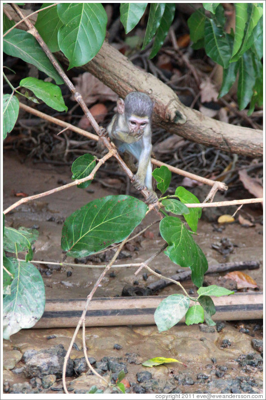 Baby vervet monkey playing on branches.