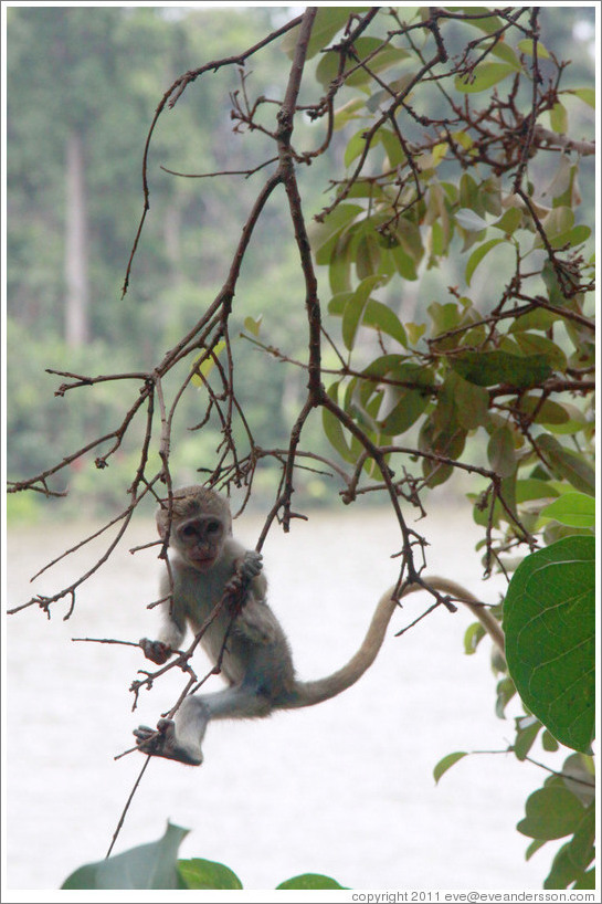 Baby vervet monkey playing on branches.