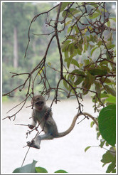 Baby vervet monkey playing on branches.