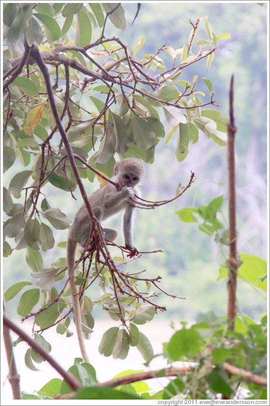 Baby vervet monkey playing on branches.