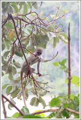 Baby vervet monkey playing on branches.