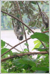 Baby vervet monkey playing on branches.