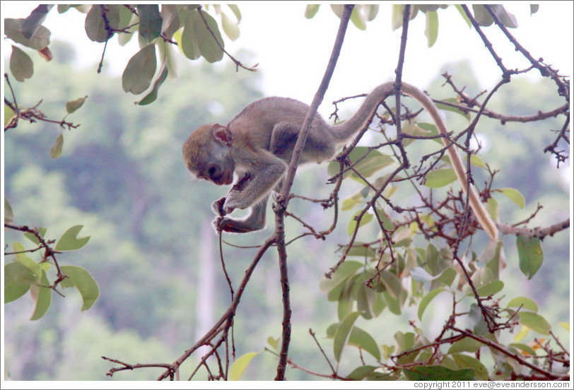 Baby vervet monkey playing on branches.